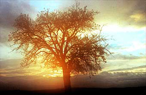 Birnbaum am Weg zum Hahnbacherhof